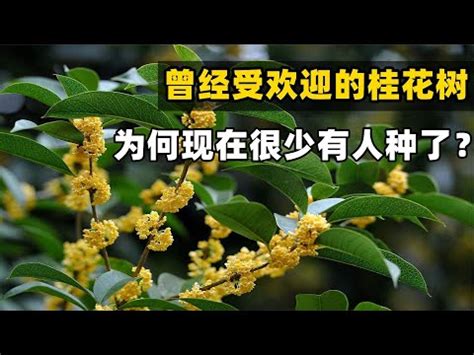 桂花意思